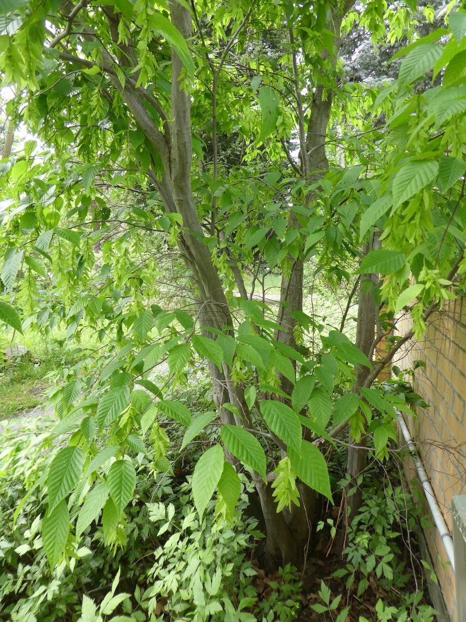 caroliniana Carpinus