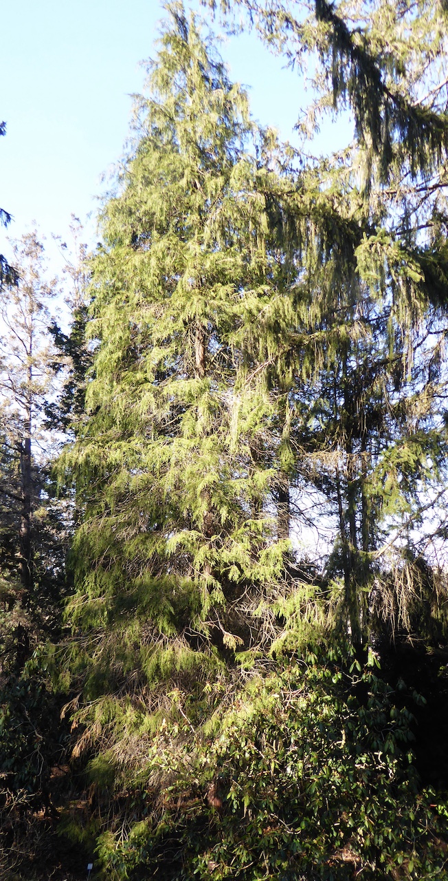 'Patula' Chamaecyparis lawsoniana