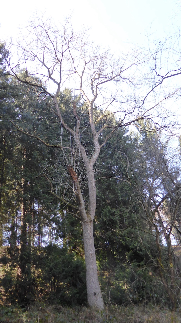 biltmoreana Fraxinus