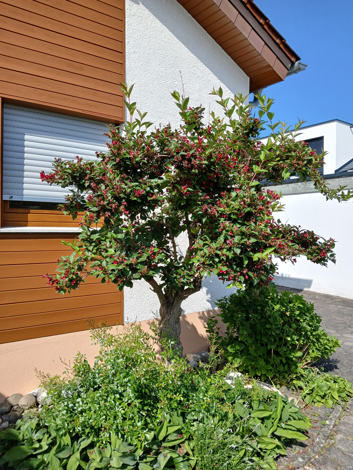 Weigela florida - Nehren - Juni 2025