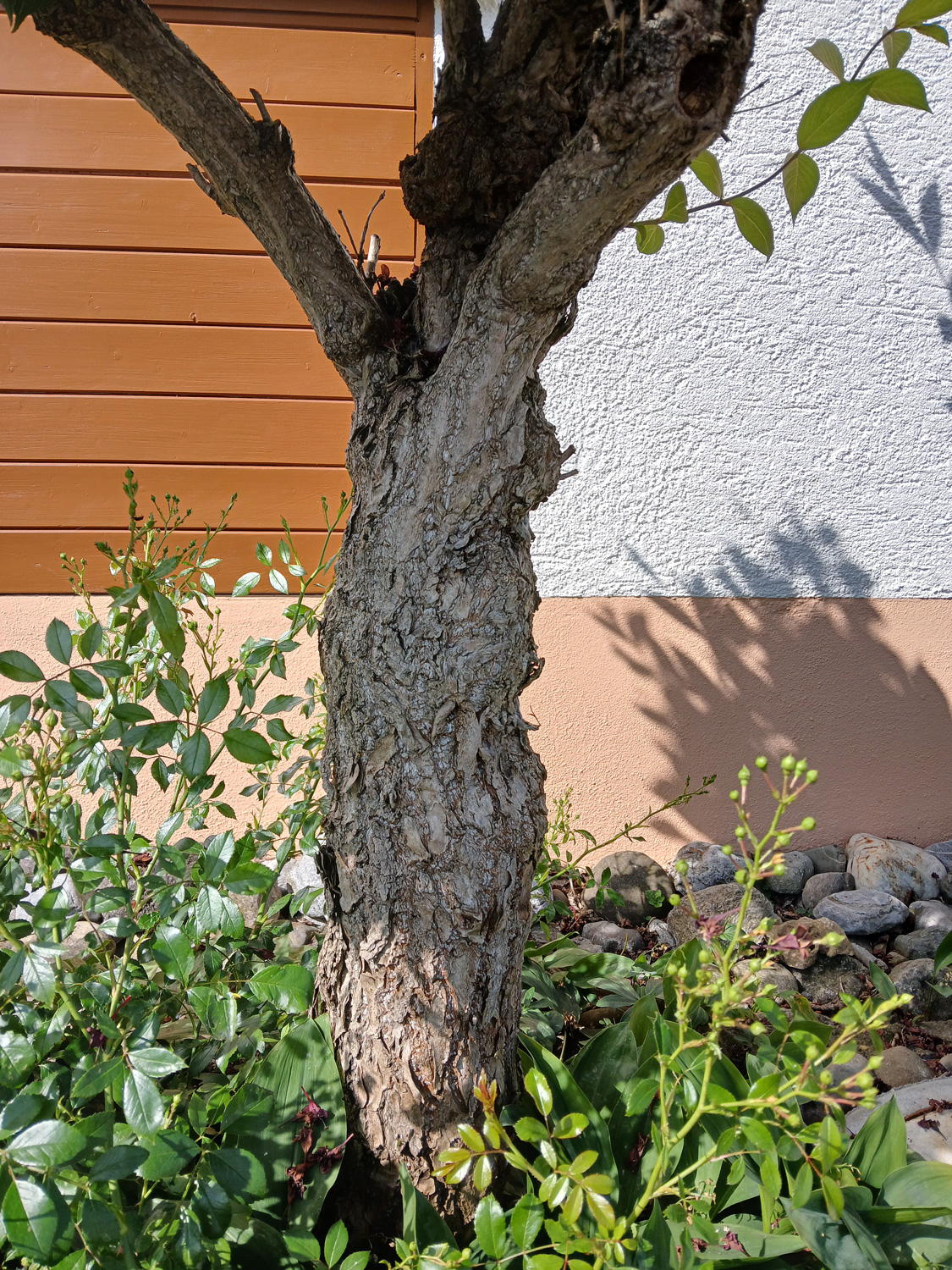 Weigela florida - Nehren - Juni 2025