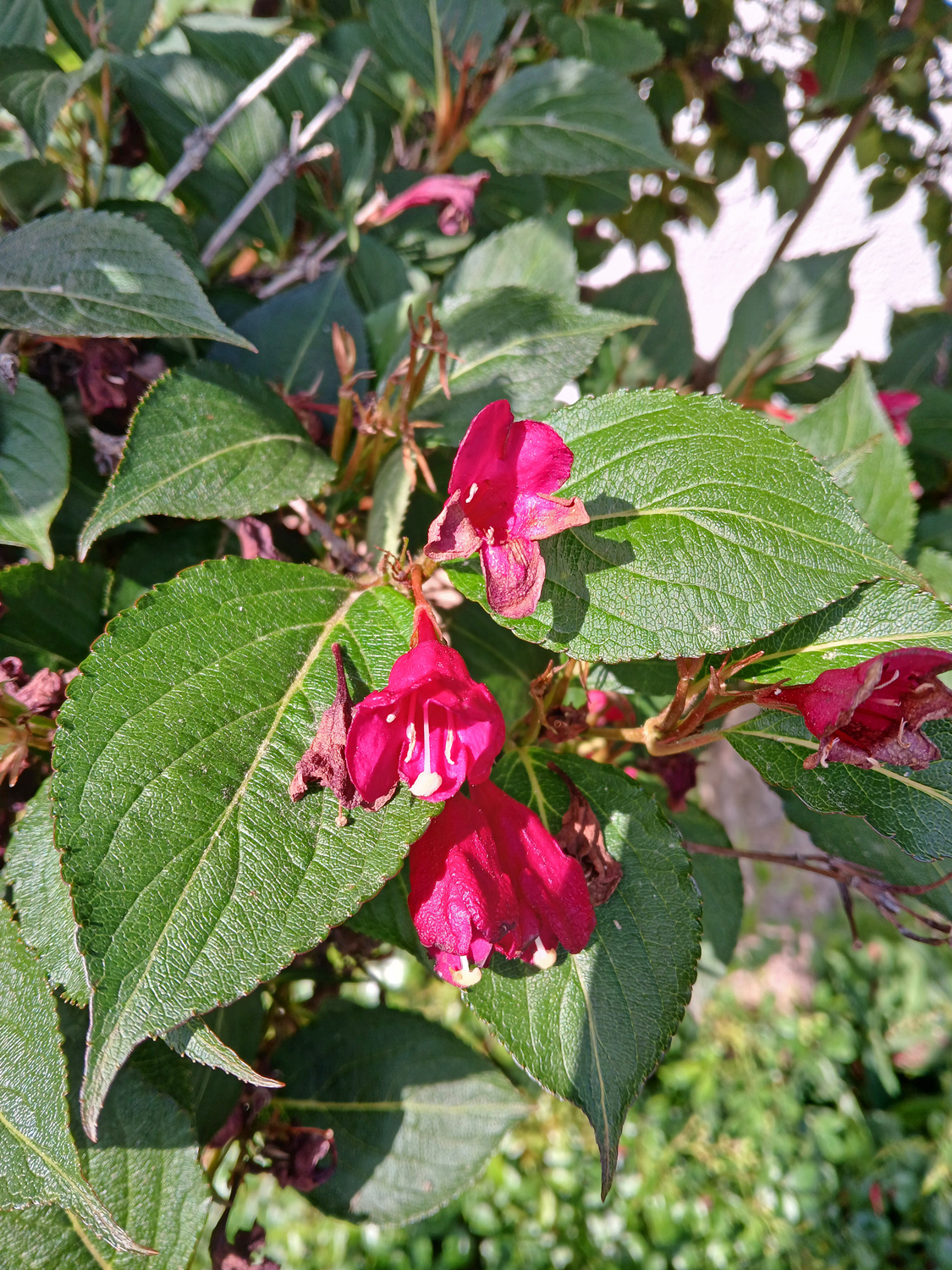 Weigela florida - Nehren - Juni 2025
