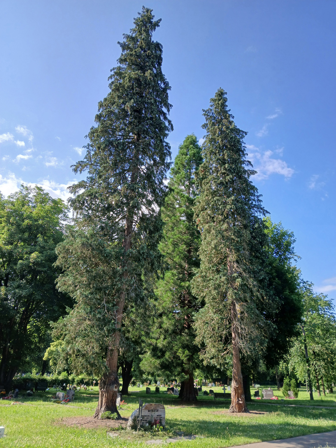 Chamaecyparis lawsoniana 'Alumii' - Reutlingen-Betzingen - Juni 2025