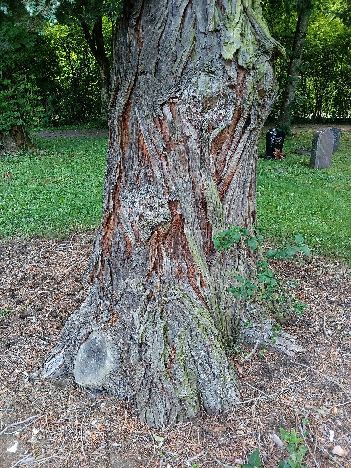 Chamaecyparis lawsoniana 'Alumii' - Reutlingen-Betzingen - Juni 2025