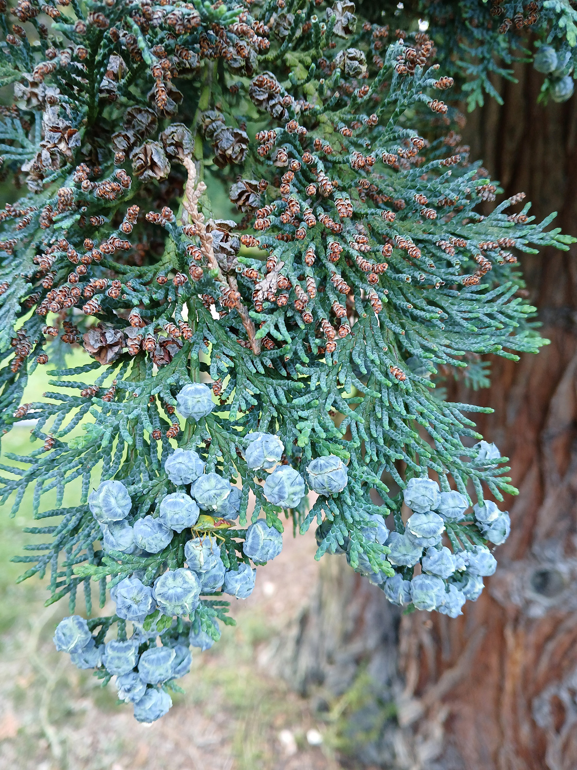 Chamaecyparis lawsoniana 'Alumii' - Reutlingen-Betzingen - Juni 2025