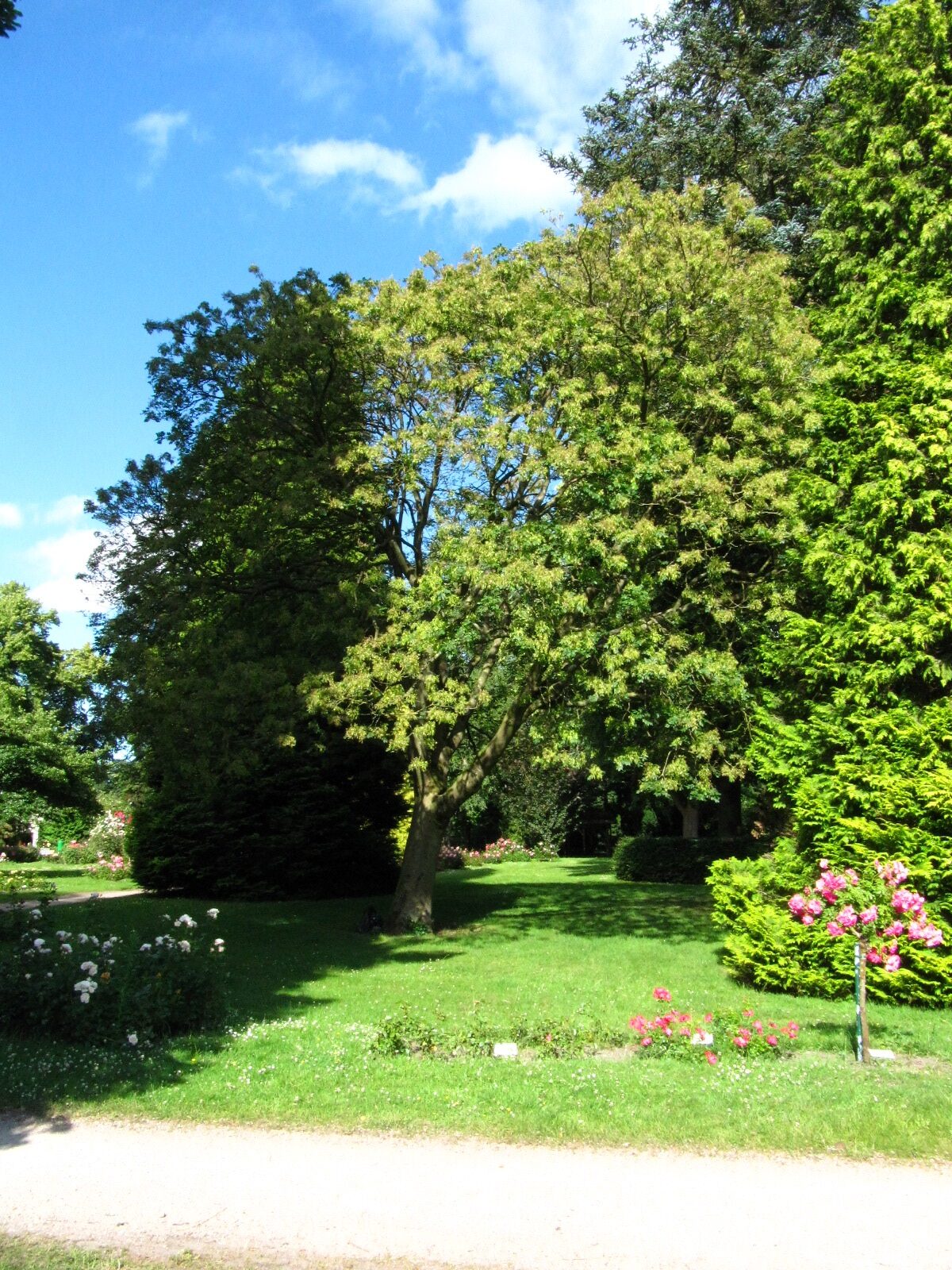 Fraxinus ornus - Rosarium Uetersen - Juni 2025