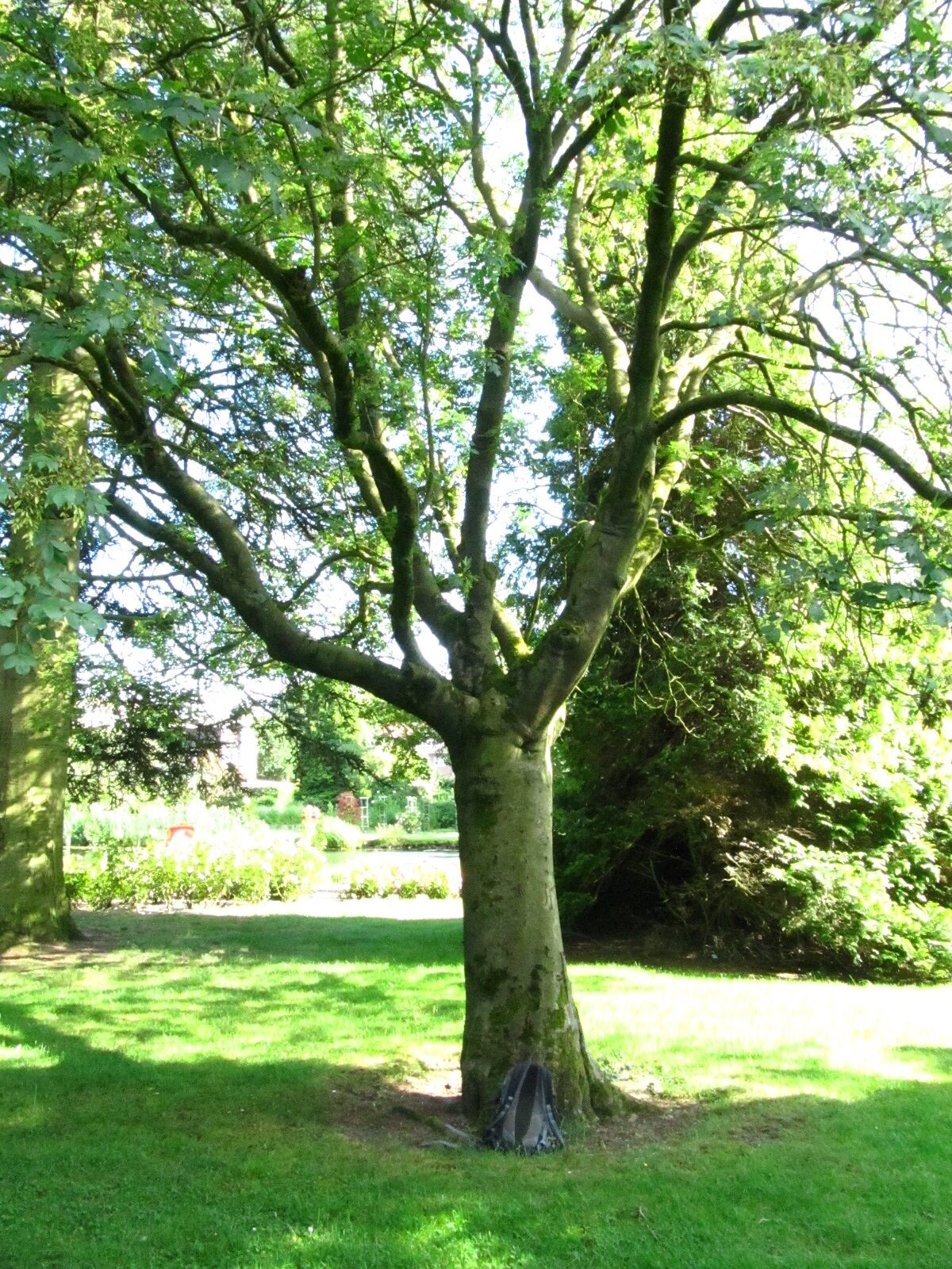Fraxinus ornus - Rosarium Uetersen - Juni 2025