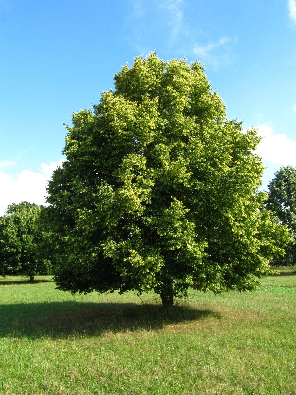 'Greenspire' cordata Tilia
