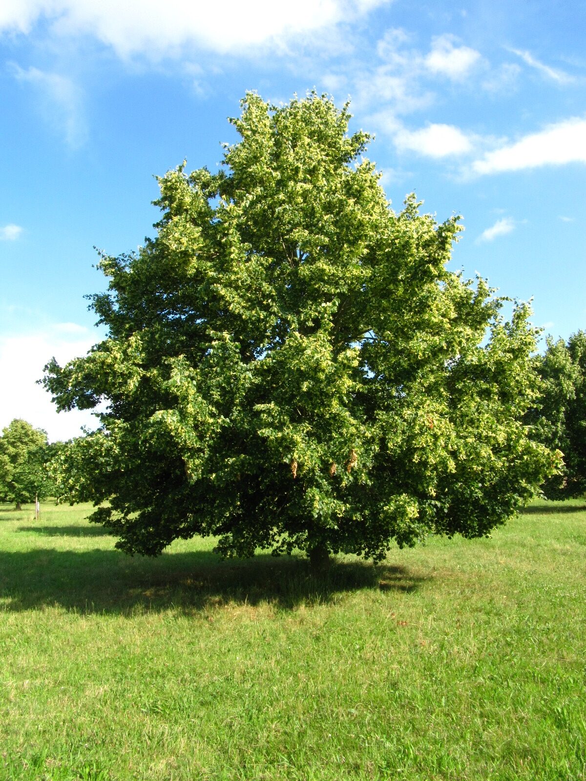'Rancho' cordata Tilia