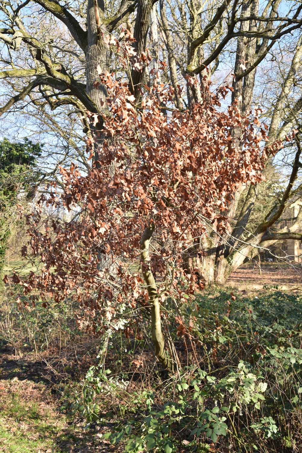 Quercus ilicifolia - Neetzow - 2019