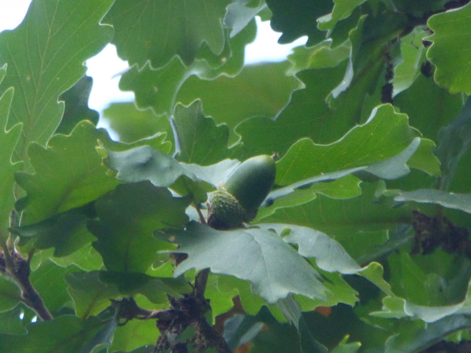 Quercus macranthera - Dresden-Pillnitz - August 2016