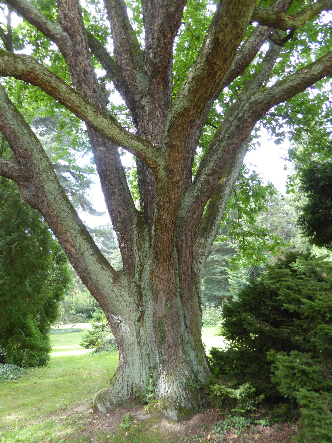 Quercus macranthera - Dresden-Pillnitz - August 2016