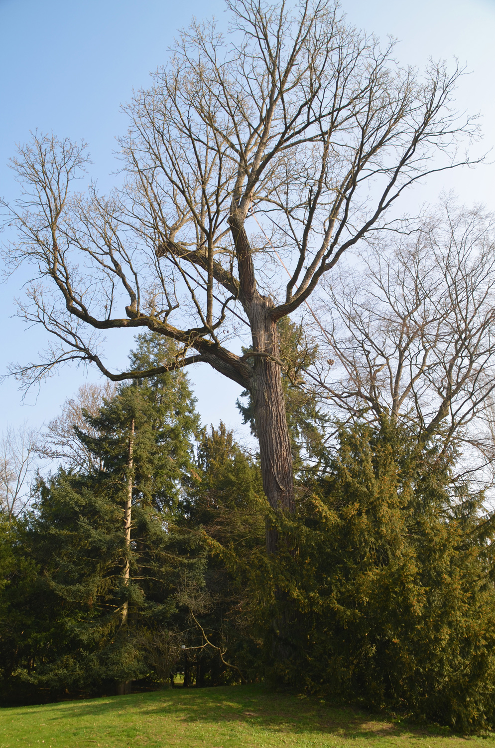 Quercus macrocarpa - Stuttgart-Hohenheim - März 2019