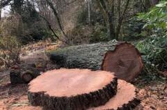 Quercus michauxii - Tharandt - Februar 2024