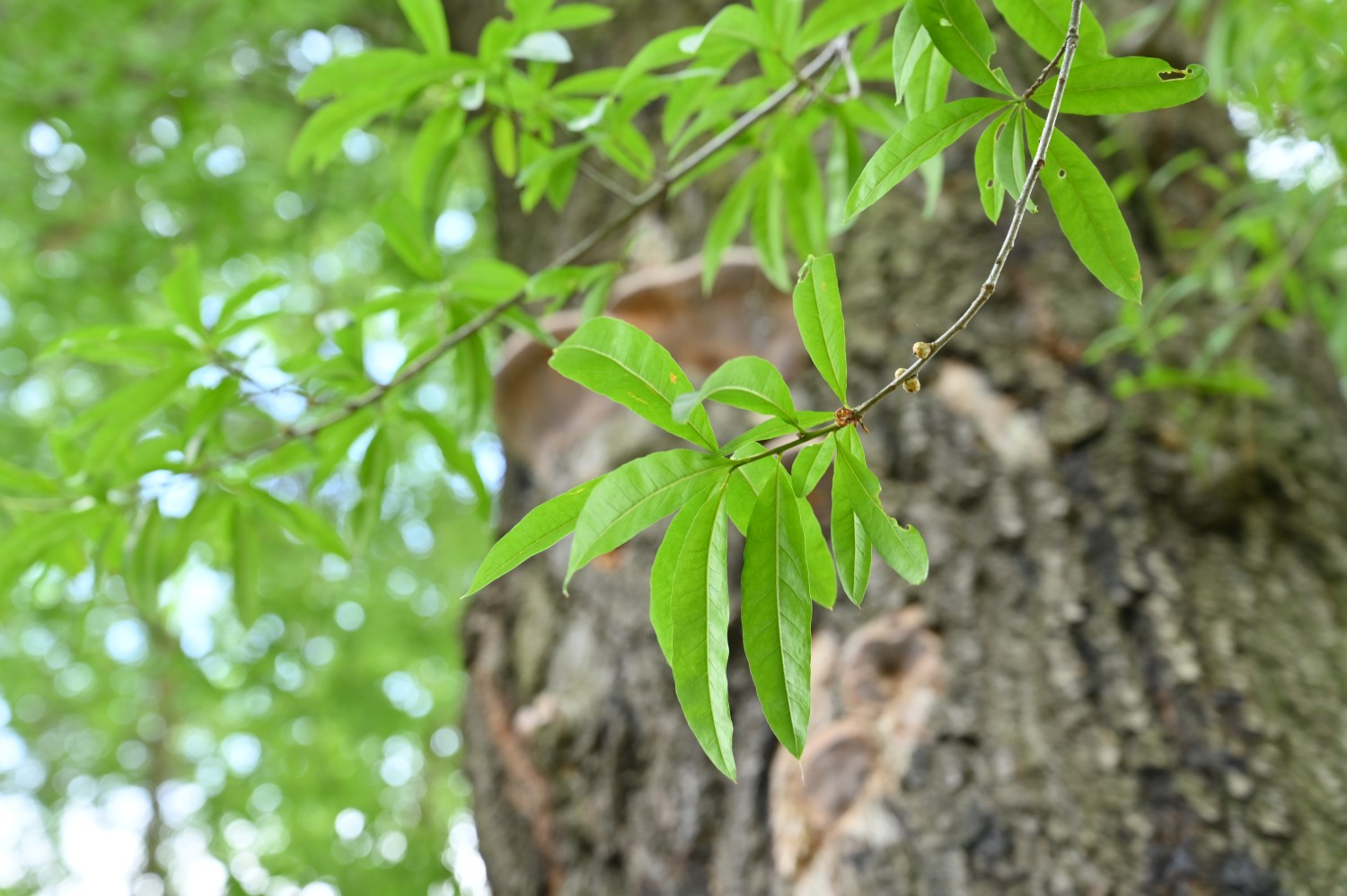 Quercus phellos - Dresden Botanischer Garten - 2022