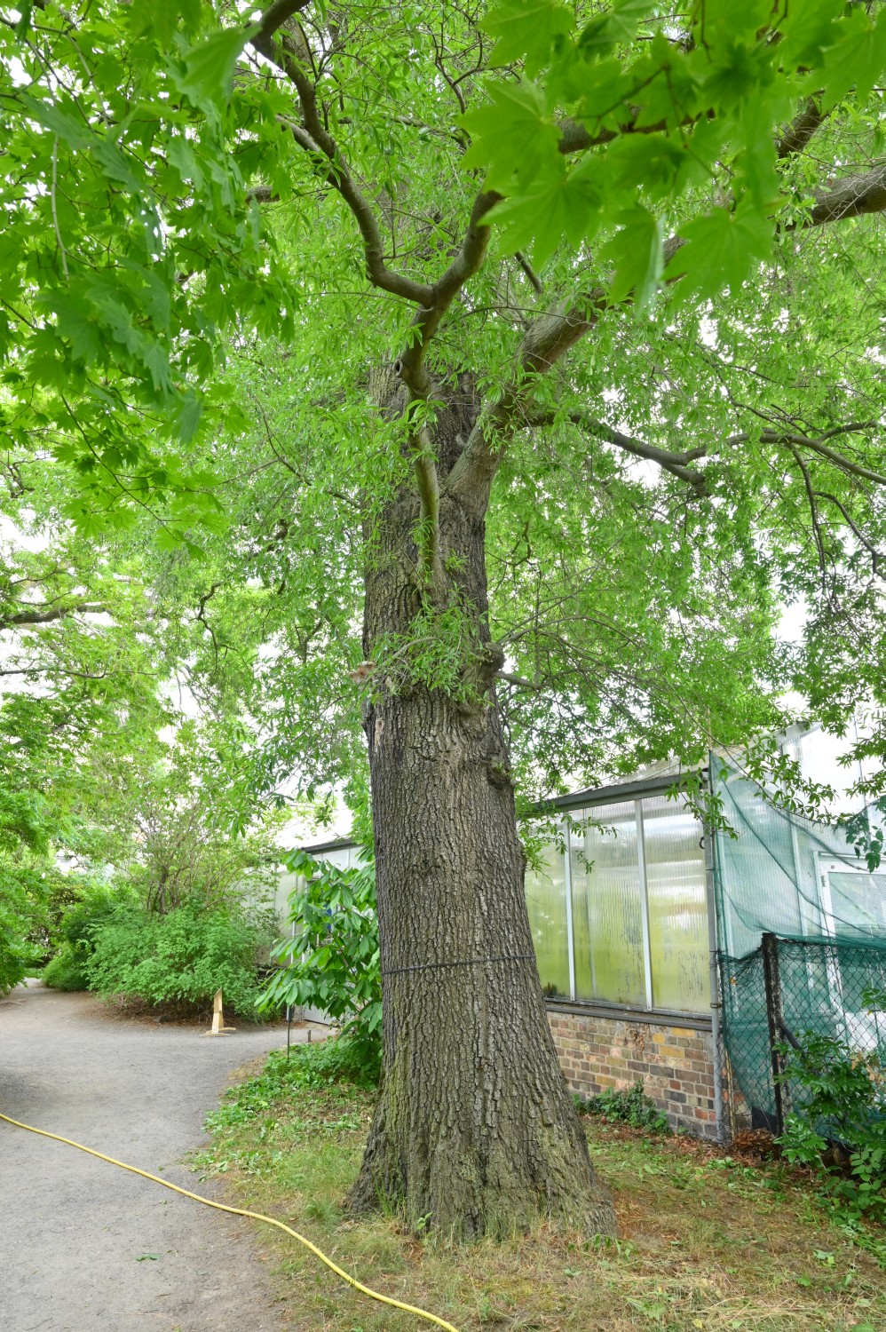 Quercus phellos - Dresden Botanischer Garten - 2022