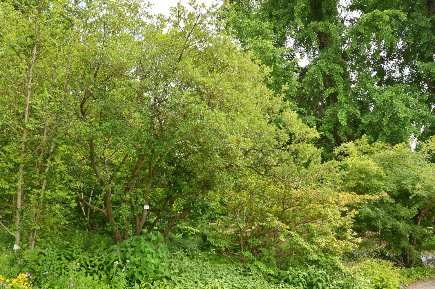 phillyreoides Quercus