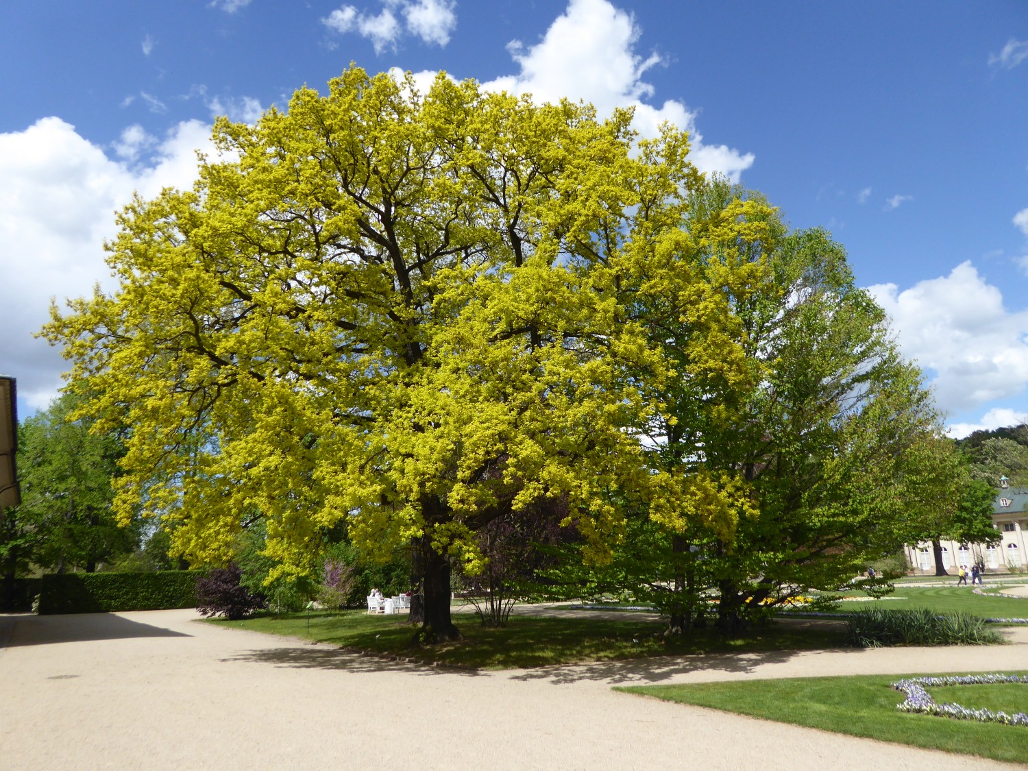 'Concordia' Quercus robur