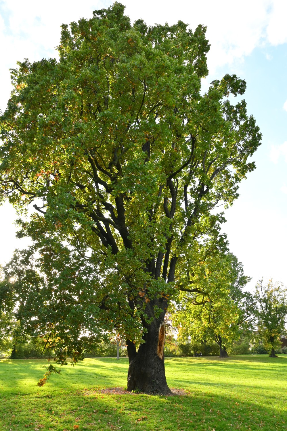 Quercus robur Fastigiata-Gruppe - Dresden - 2022