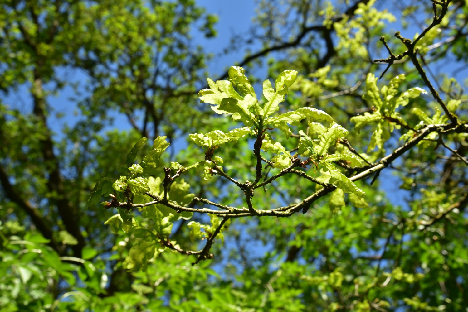 'Fürst Schwarzenberg' Quercus robur