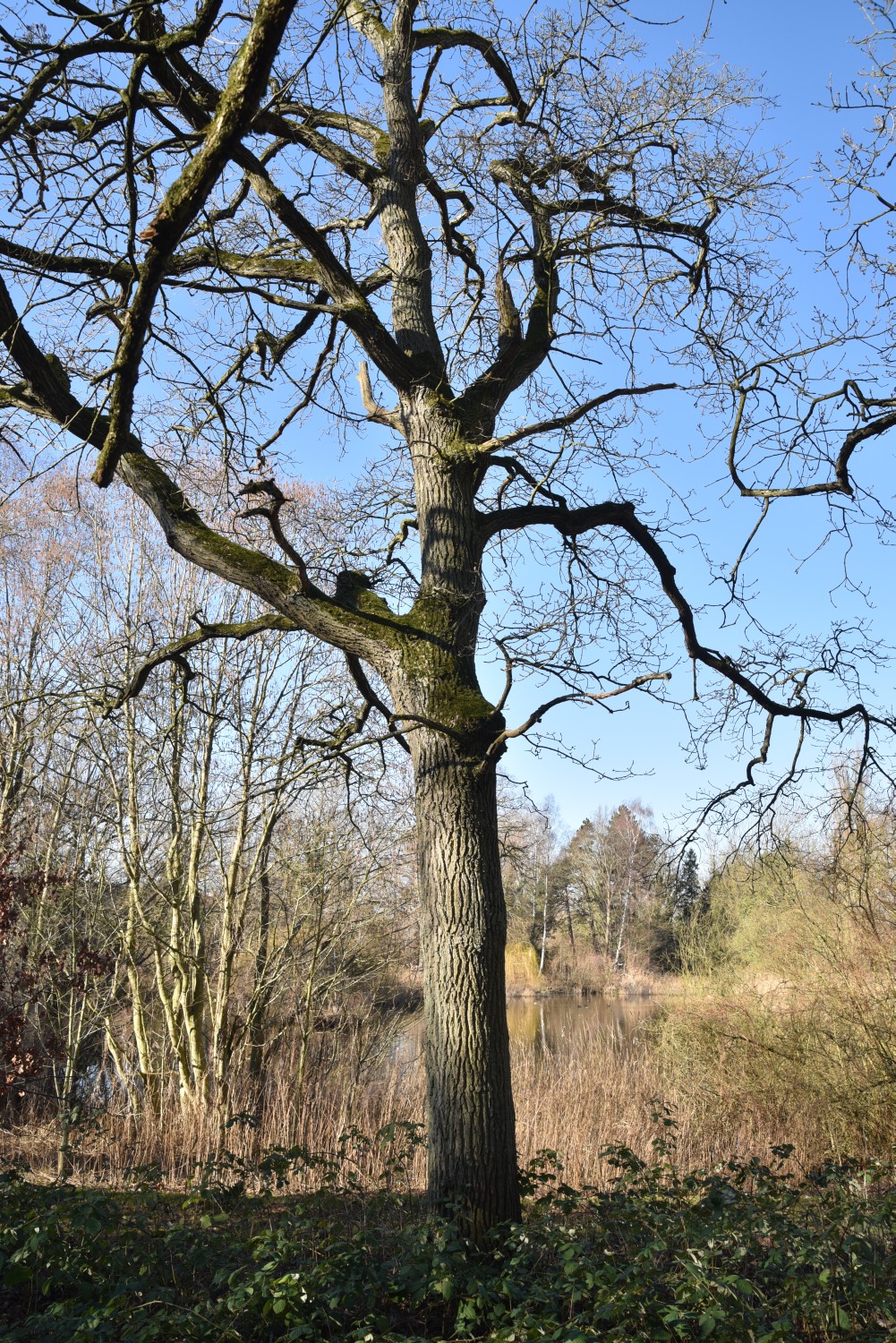 Quercus robur 'Pectinata' -Neetzow - 2019
