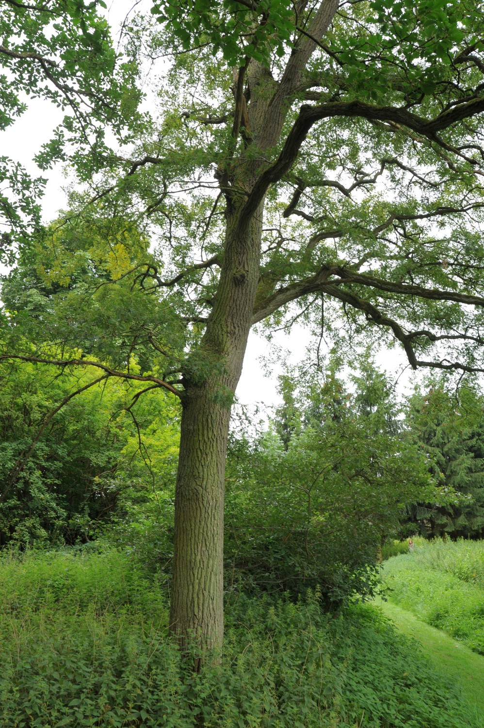 Quercus robur 'Pectinata' -Neetzow - 2012