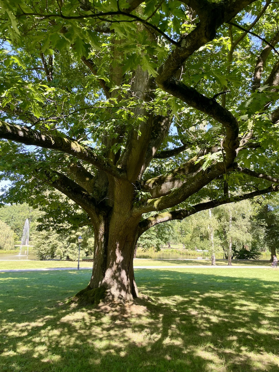 Quercus rubra - Bad Homburg - August 2024