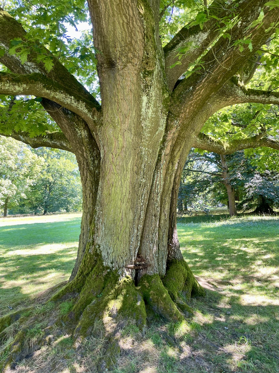 Quercus rubra - Bad Homburg - August 2024