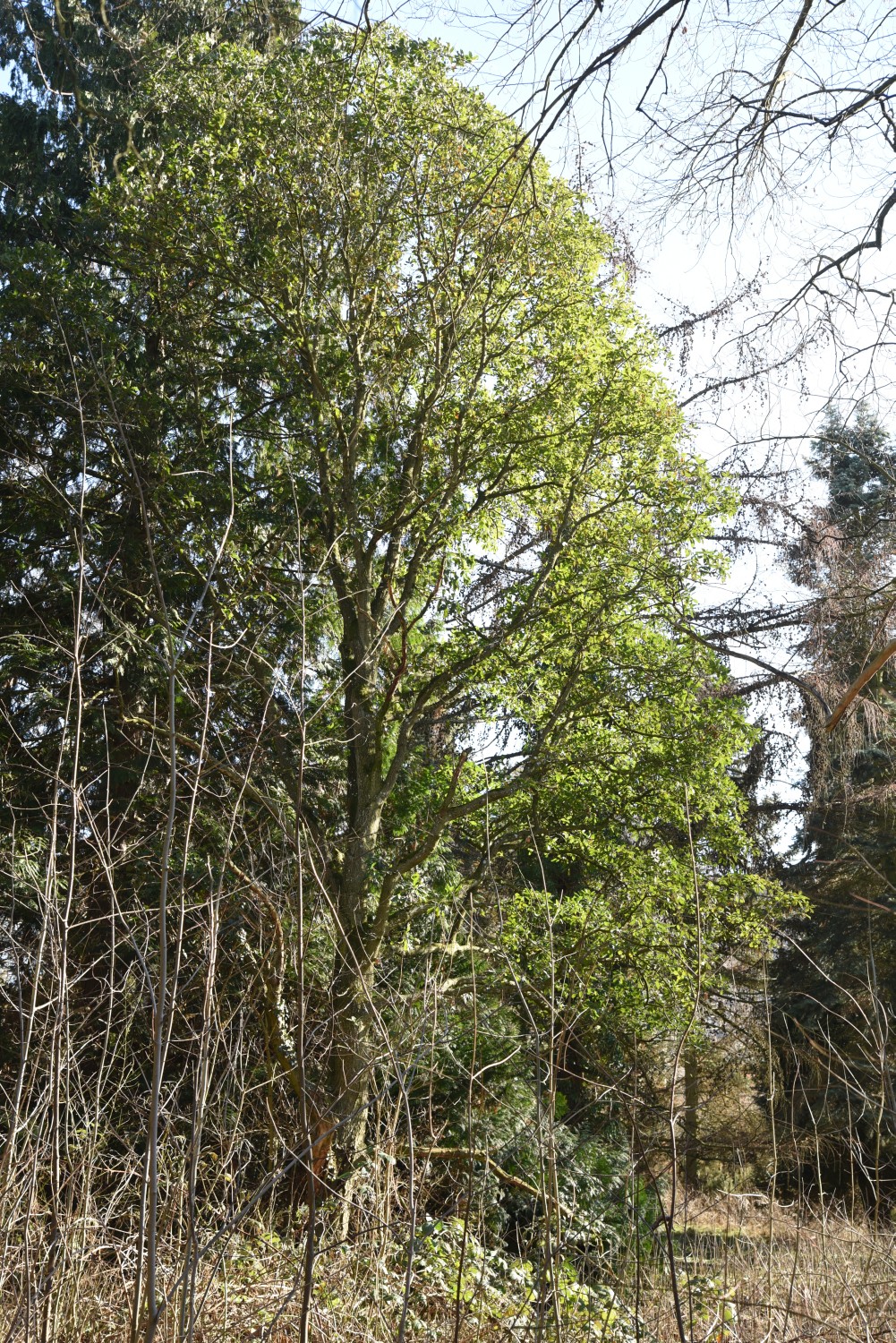 'Pseudoturneri' × turneri Quercus