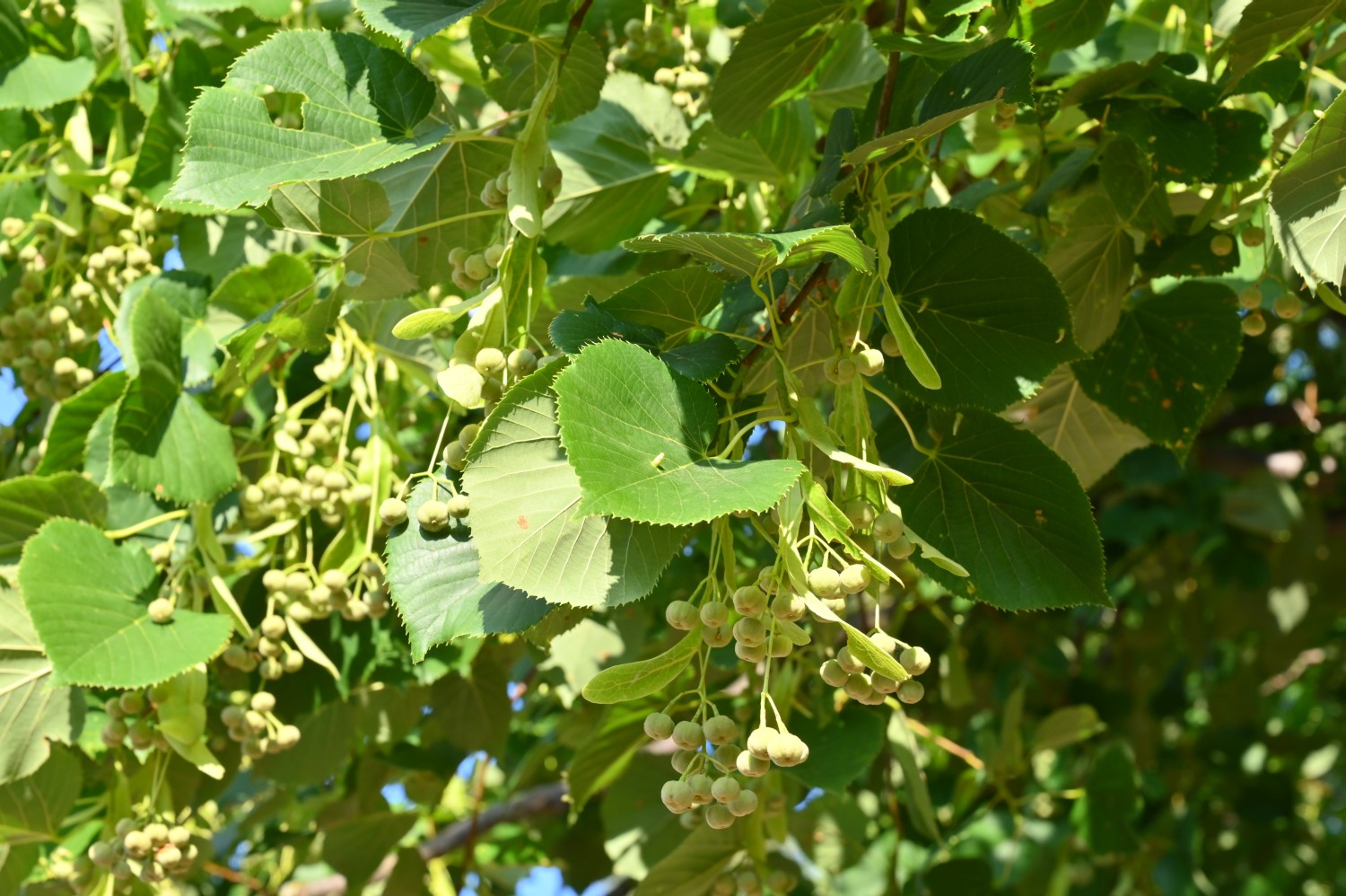 Tilia × moltkei - Gotha - 2022