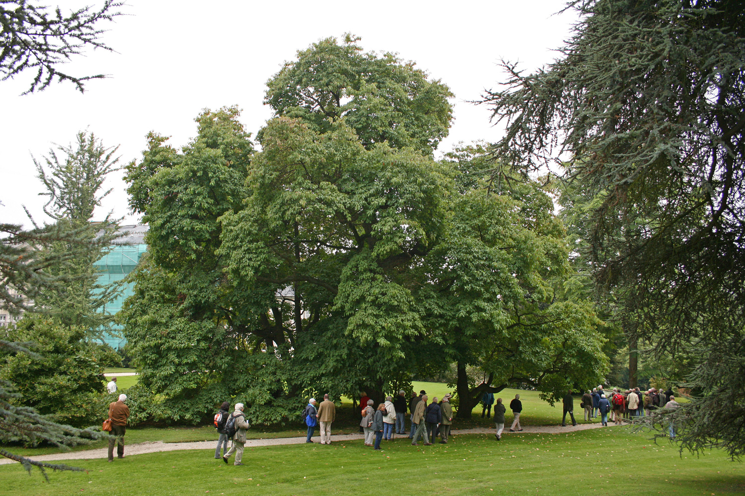 albidum Sassafras var. molle