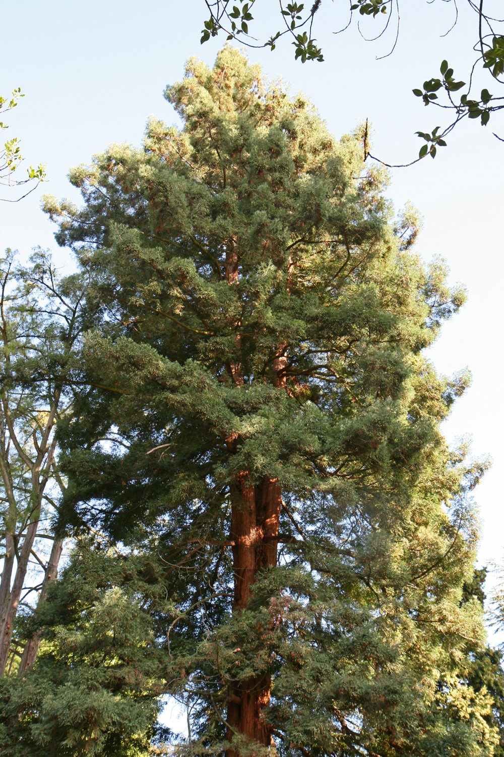 sempervirens Sequoia