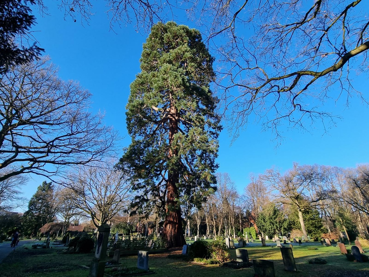 Sequoiadendron giganteum - Bremen, Friedhof - Februar 2022