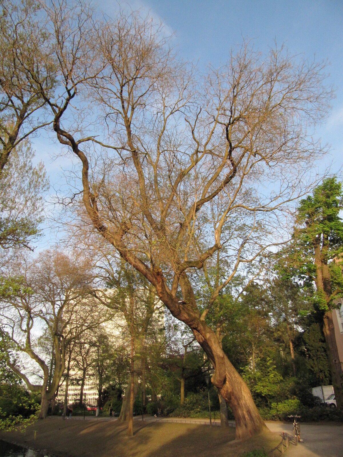 japonicum Styphnolobium