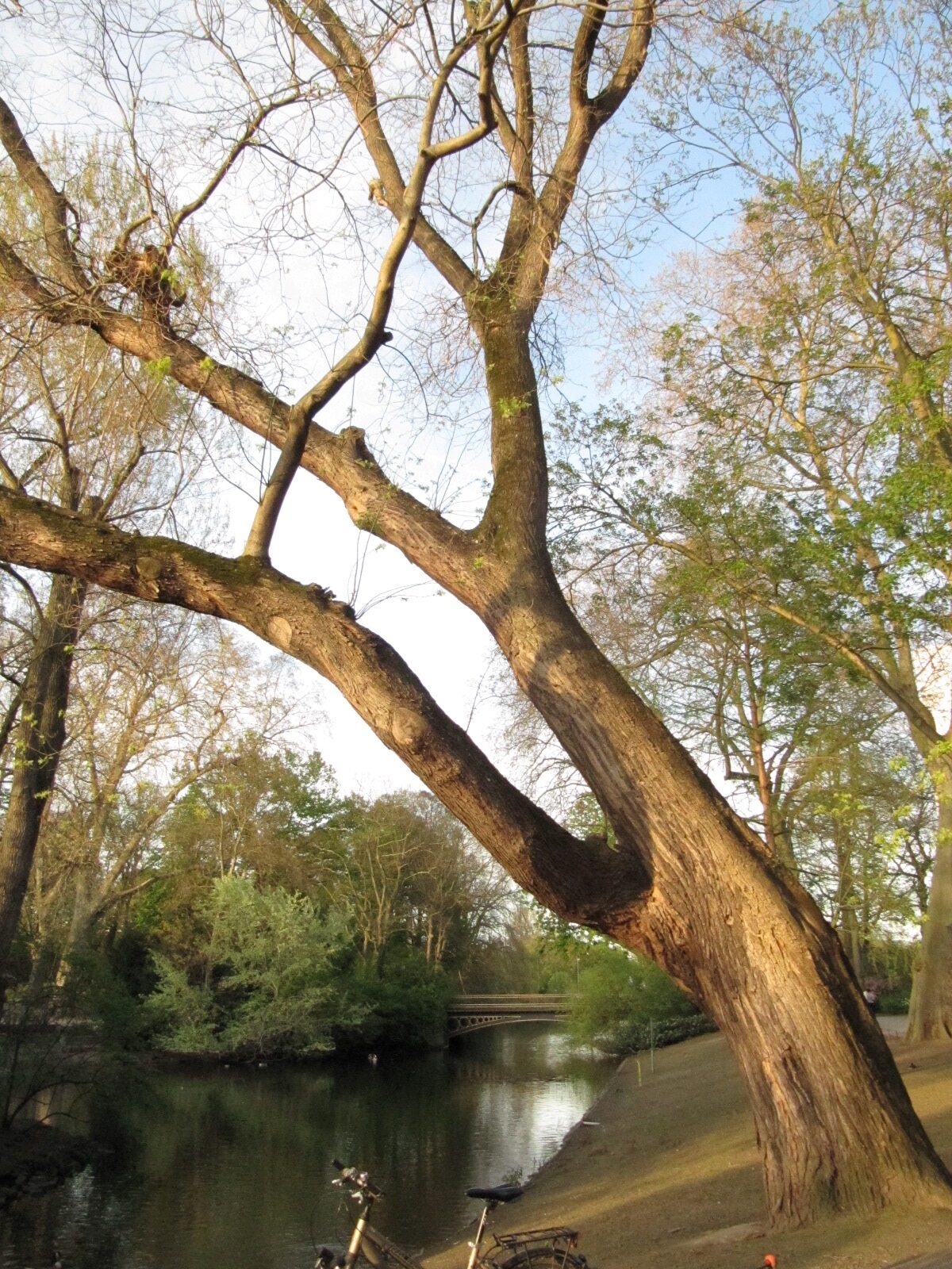 Styphnolobium japonicum - Düsseldorf - April 2023