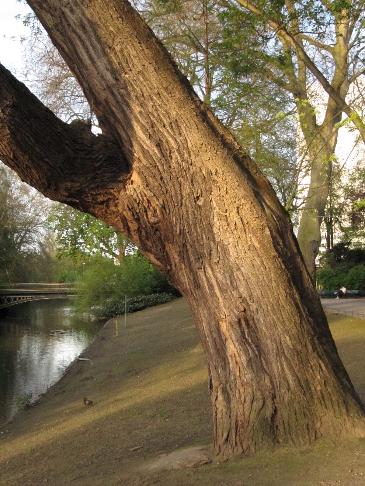Styphnolobium japonicum - Düsseldorf - April 2023