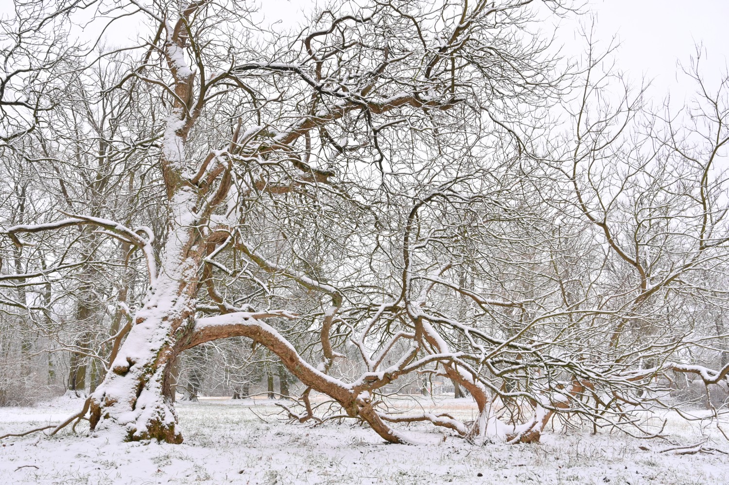 Catalpa bignonioides - Blumberg - 2021