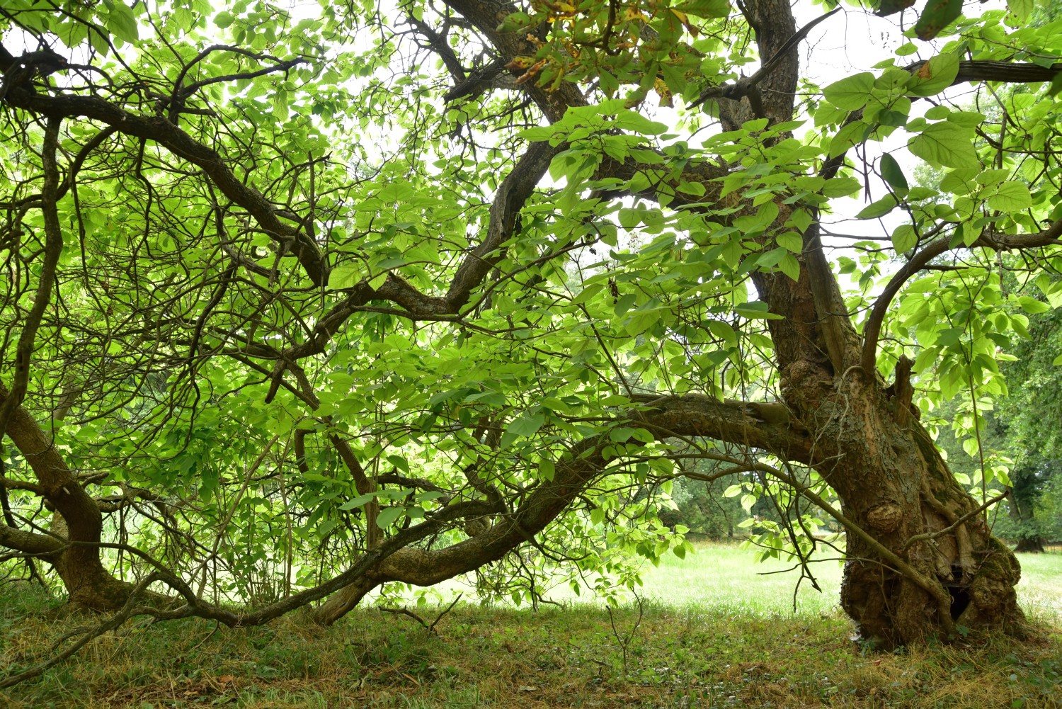 Catalpa bignonioides - Blumberg - 2017