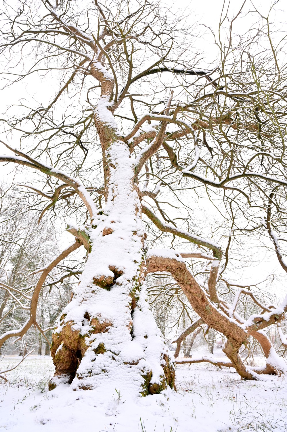 Catalpa bignonioides - Blumberg - 2021