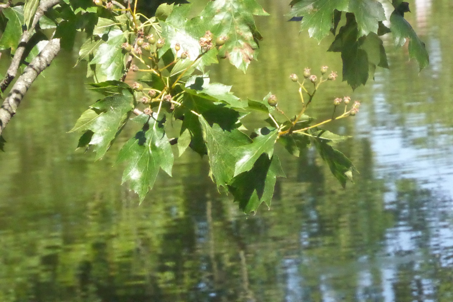 Sorbus torminalis - Dresden-Pillnitz - Juni 2022