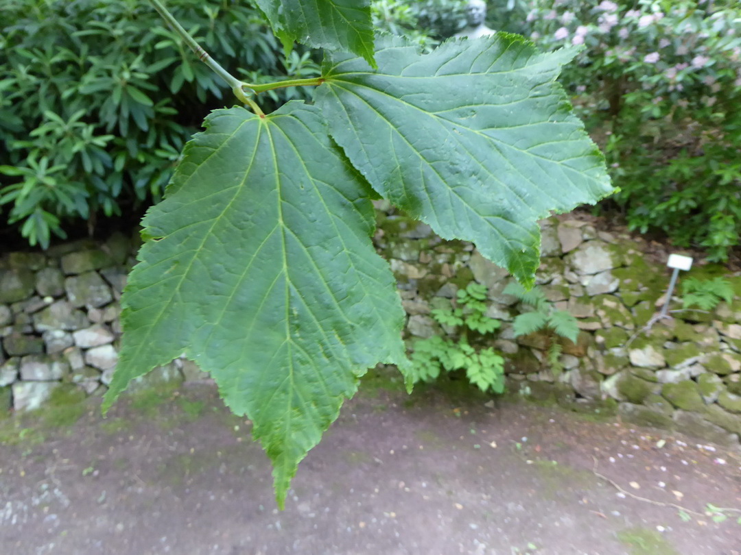 Acer rufinerve