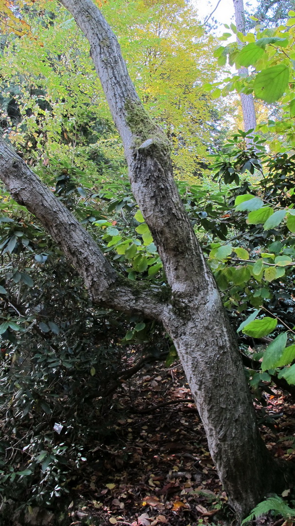 Acer rufinerve - Tharandt - Juni 2015