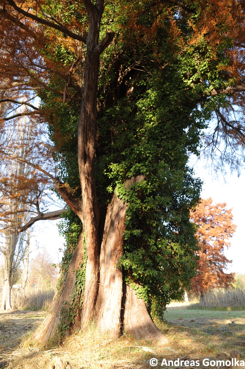 Sumpfzypresse - Potsdam - 2012