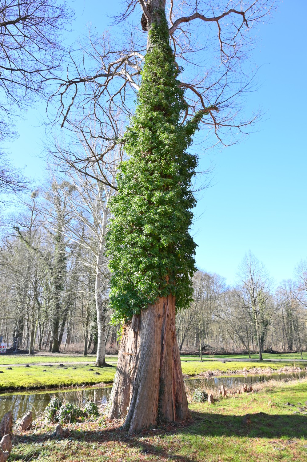 Taxodium distichum - Ludwigslust - 2016