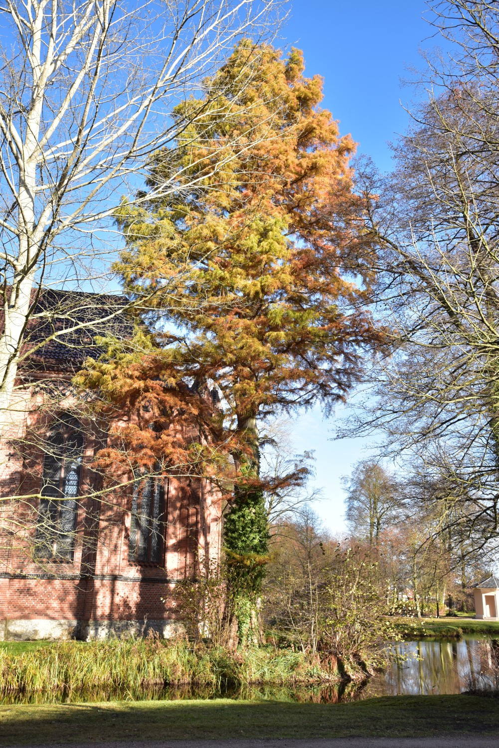 Taxodium distichum - Ludwigslust - 2016
