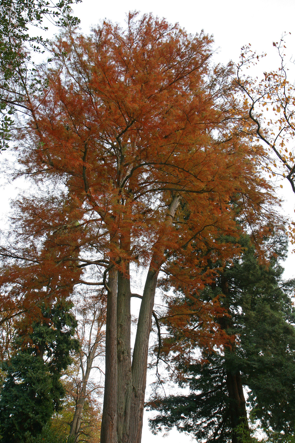 distichum Taxodium