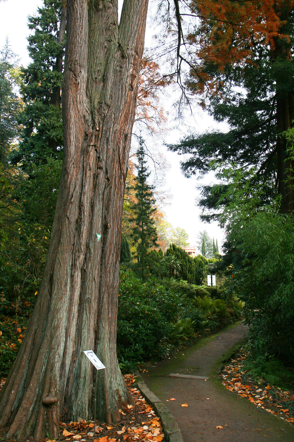Taxodium distichum - Bad Gleisweiler - Okt. 2012