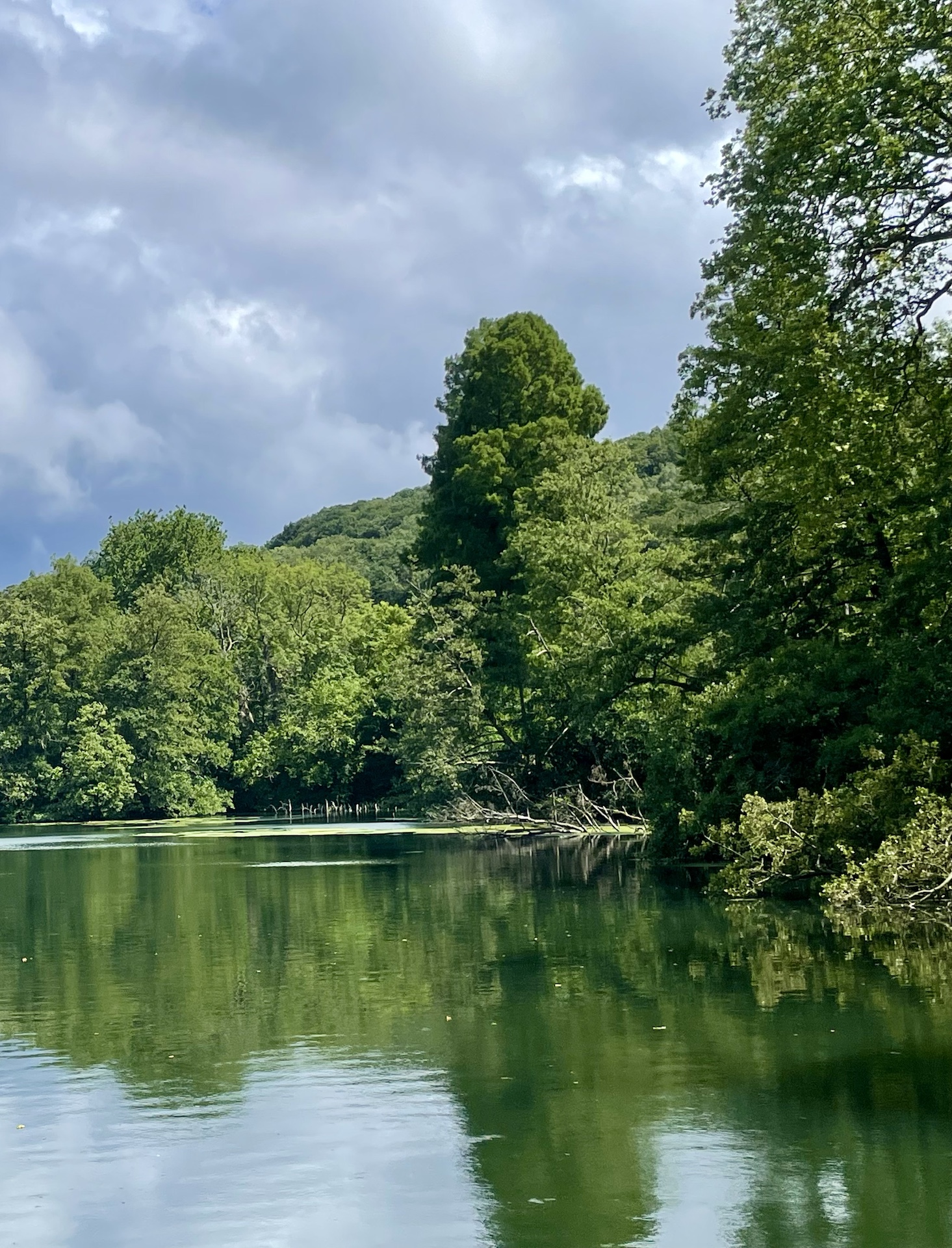 Taxodium distichum - Mettlach - Juli 2023