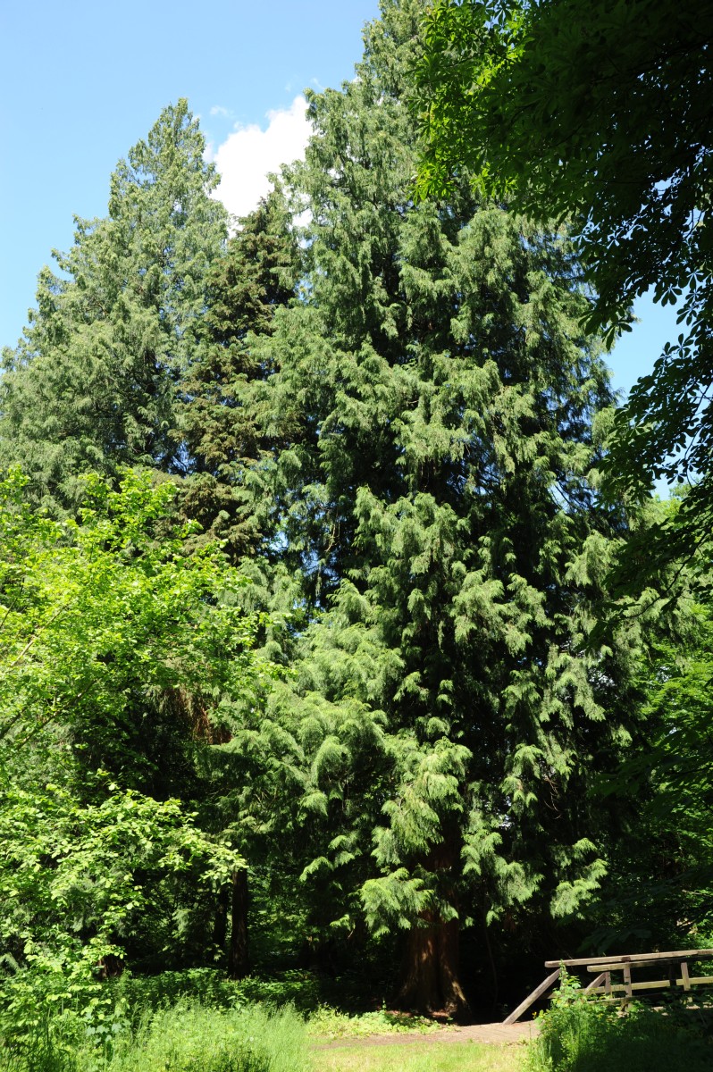 plicata Thuja