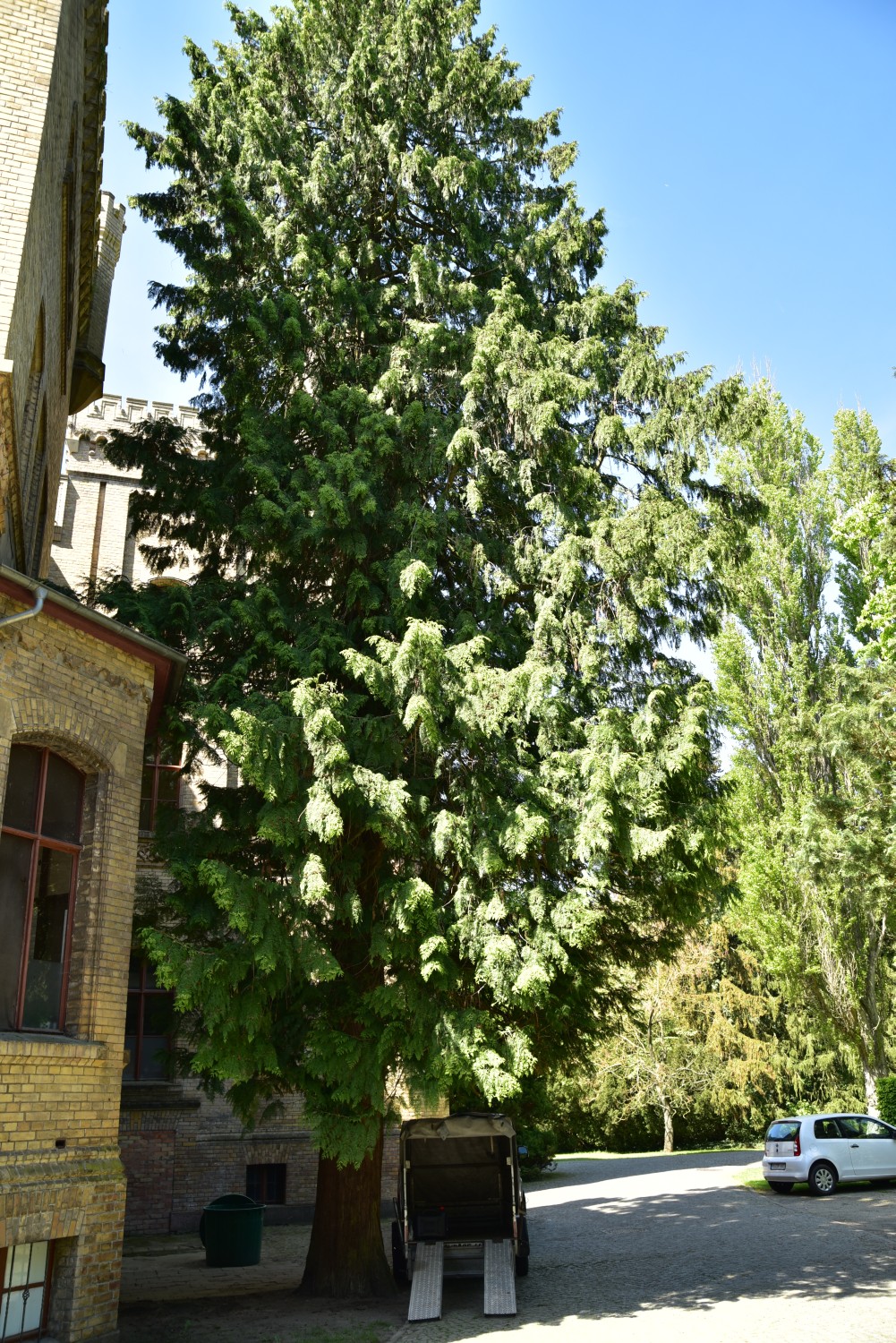 plicata Thuja
